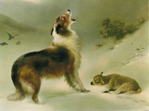 collie